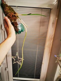 Орхидея Brassavolacucullata
