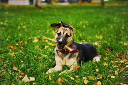Восточноевропейская овчарка метис
