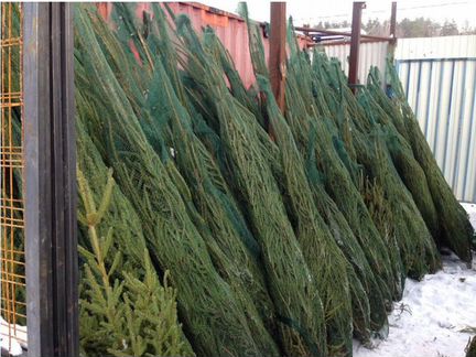 Елка Ель Сосна Новогодняя Живая Оптом