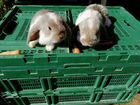 Кролики бараны объявление продам