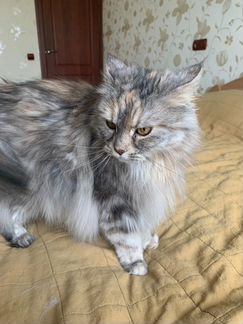 Сибирская кошка, 3 года