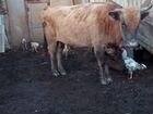 Корова бычок и телята