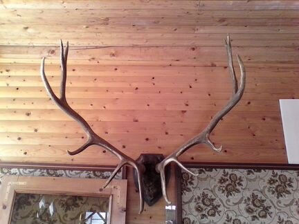 Рога оленя