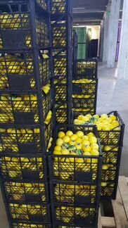 Лимоны Узбекские