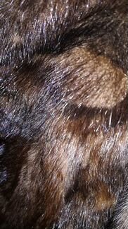 Шуба лобики