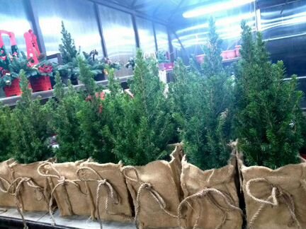 Ель новогодняя живая у джутовом кашпо 50см