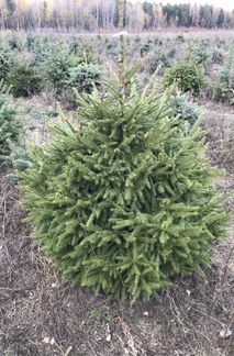Пихта из Австрии