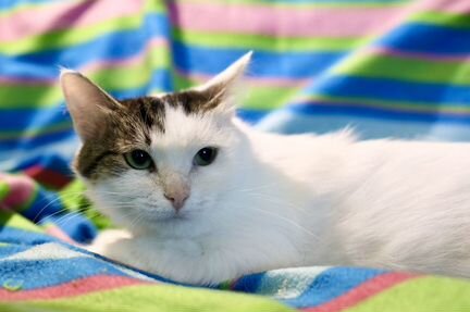 Роксолана - зеленоглазая девочка ищет дом