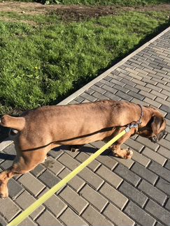 Выгул собак