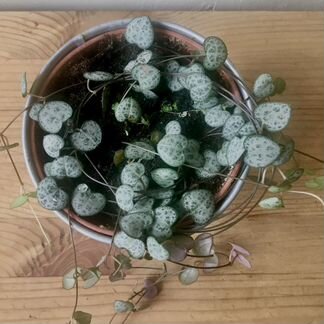 Церопегия и гельксина