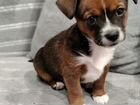 Маленькая собака щенок объявление продам