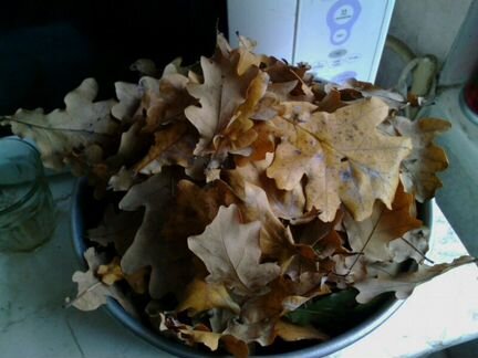 Дубовый опад