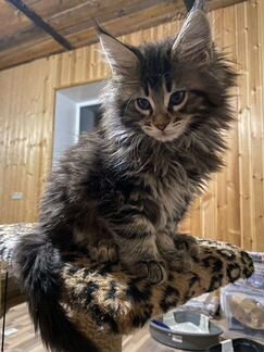 Котята Мейн-кунята
