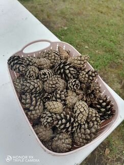 Шишки сосновые