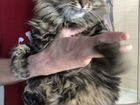 Сибирский котик бесплатно в добрые руки