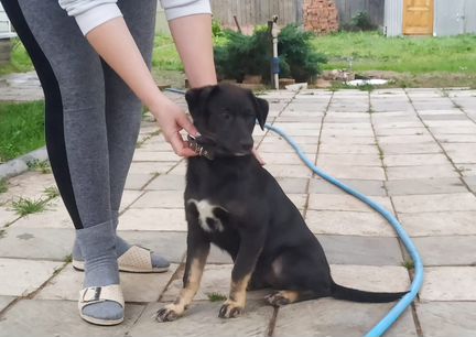 Щенок в добрые руки