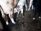 Корова бык телак баранов вазьму живьем и мясом