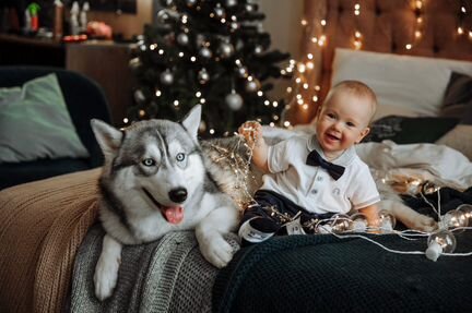 Хаски для фотосессии