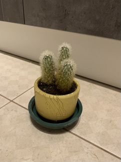 Маммиллярия 2 вида Кактус с мягкими иголочками