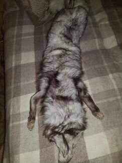 Шкура песца, шкурка песца