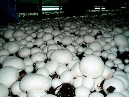 Аренда фермы по производству грибов
