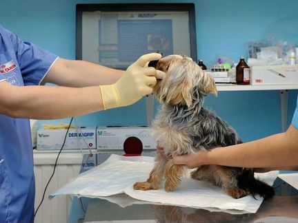 Ветеринарный врач выезд 24 часа