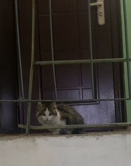 Добродушный котик