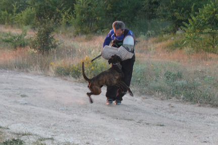 Дрессировка собак в зао. Кинолог