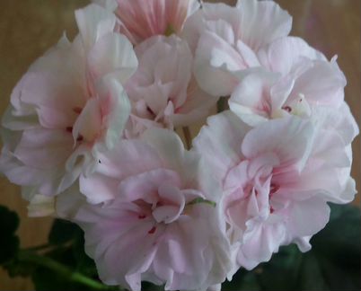 Пеларгонии (герани) Jagershus Мandelblom и др