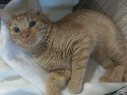 Рыжик хочет домой