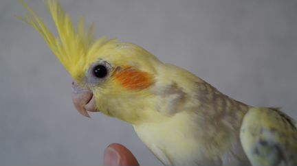 Ручной попугай корелла