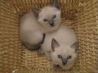 Тайские котята от породистых родителей