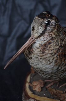 Чучело птицы вальдшнепа