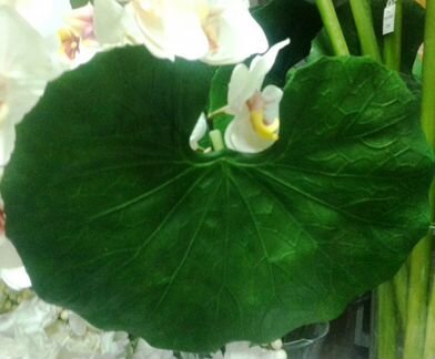 Для декора Лист Растения большой 66 см искусств, о