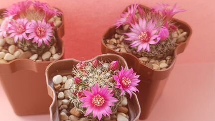 Кактус Mammillaria zeilmanniana n. 162