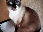 Сиамская кошка в добрые руки
