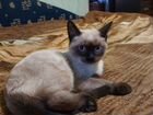 Сиамский котенок мальчик объявление продам