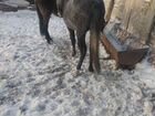 Обученые лошади жеребята,кобылы орловские обмен на объявление продам