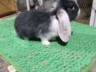 Кролик разных пород объявление продам